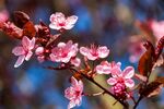 梨花 