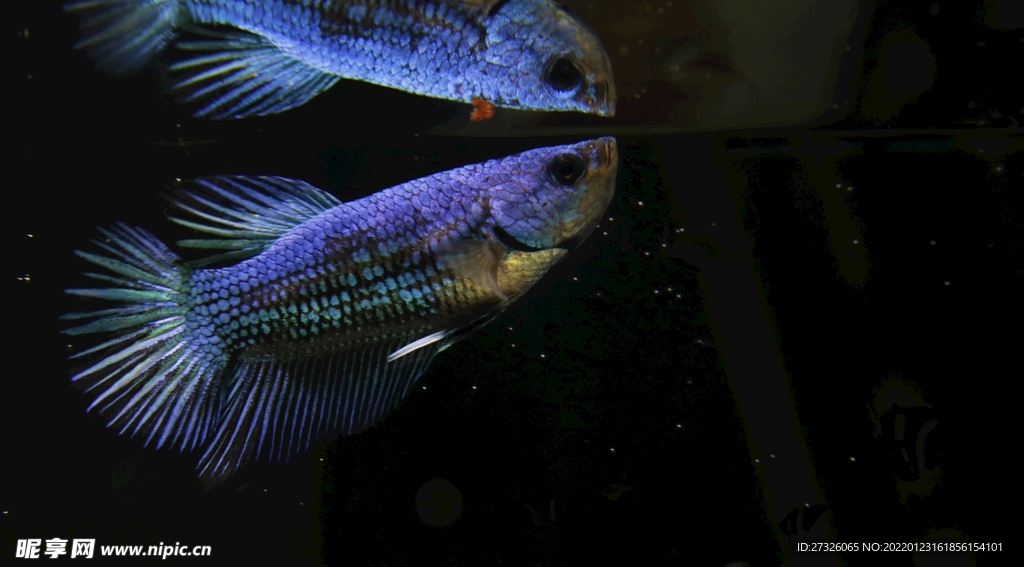 斗鱼 