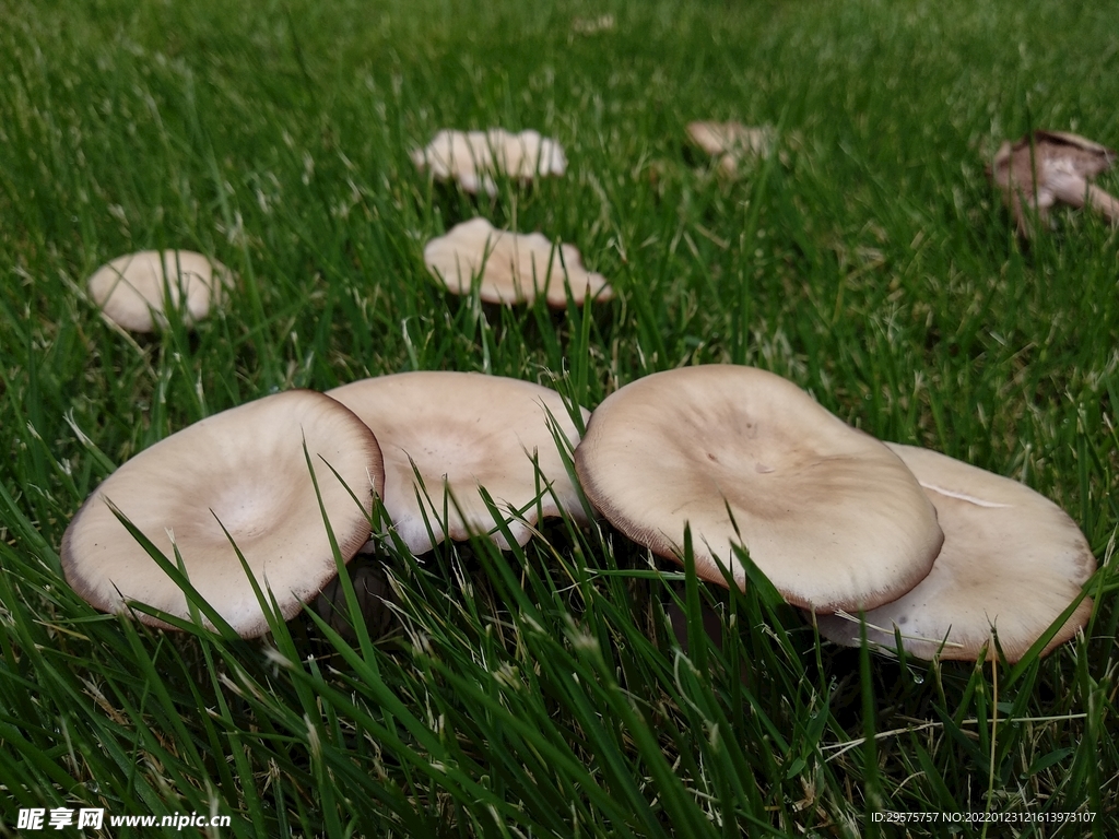 雨后草地上的野生白蘑菇