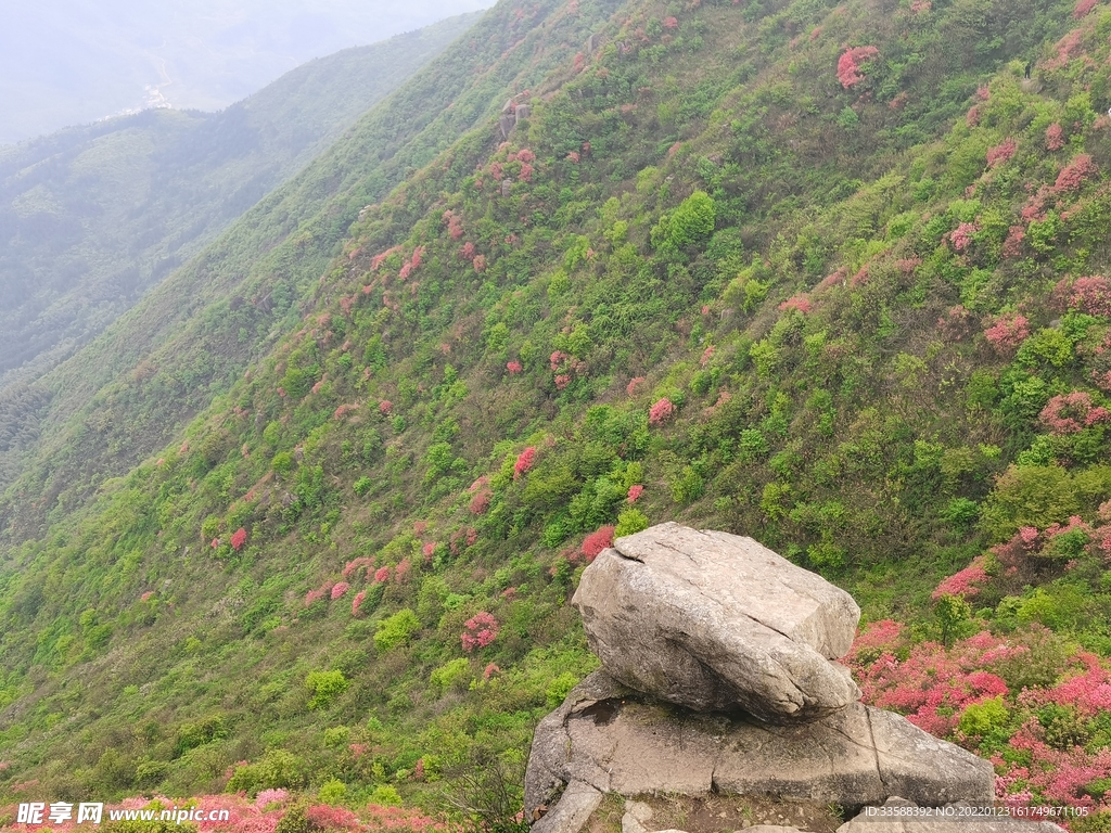 满山红