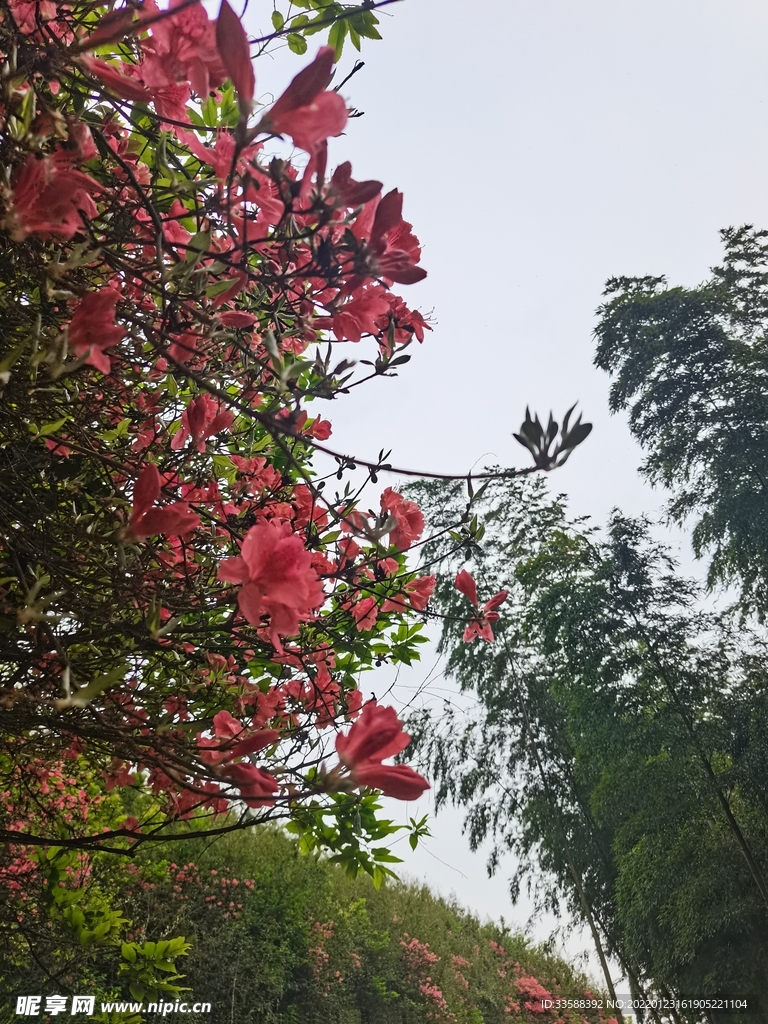 映山红