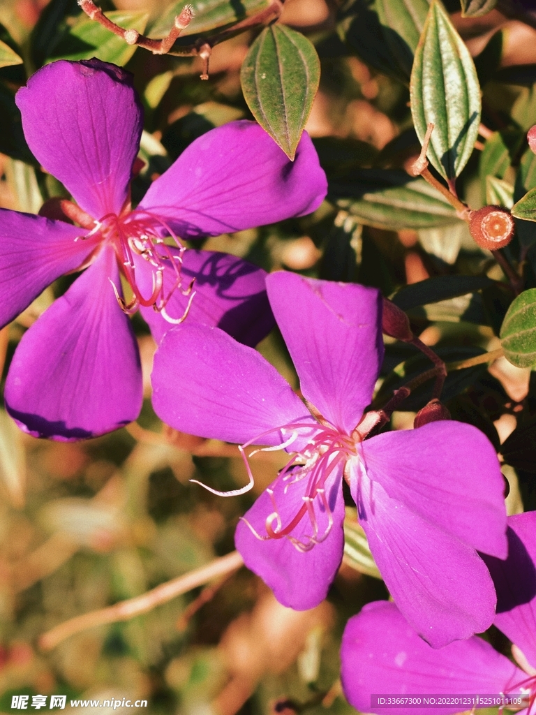 花