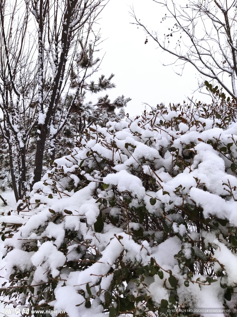 雪景