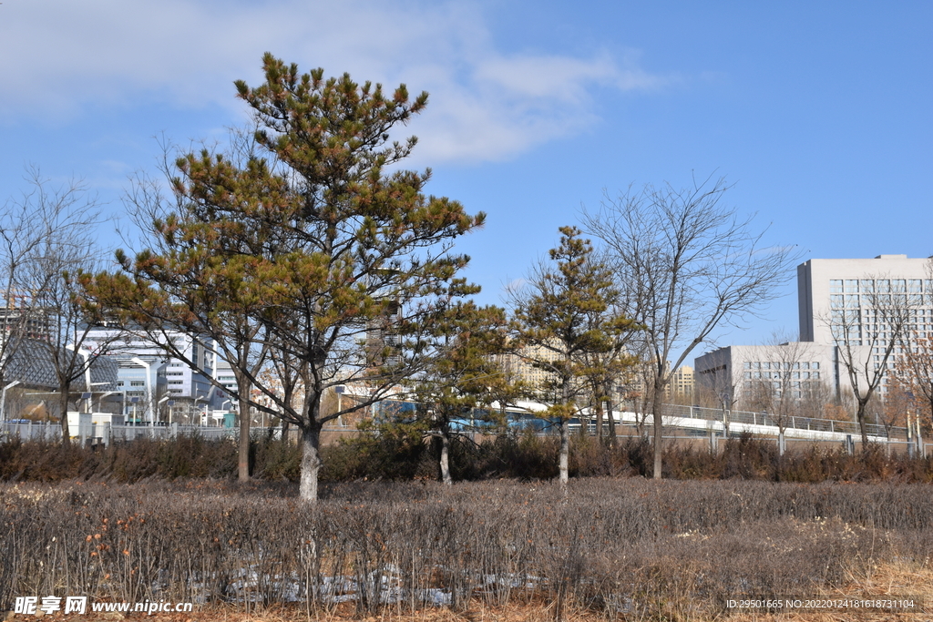 冬天北方公园广场枯萎绿化景观