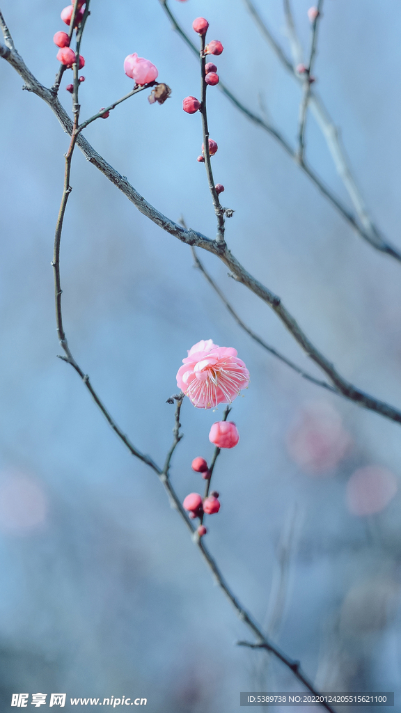 梅花