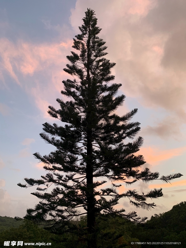 山林