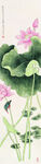 国画荷花莲花