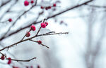 雪中红梅