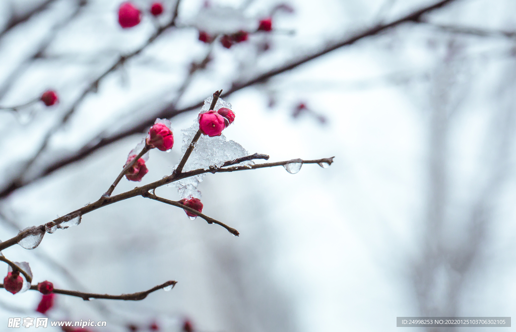 雪中红梅