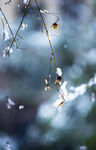 雪中腊梅