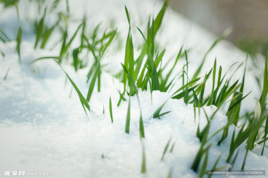 雪景麦苗