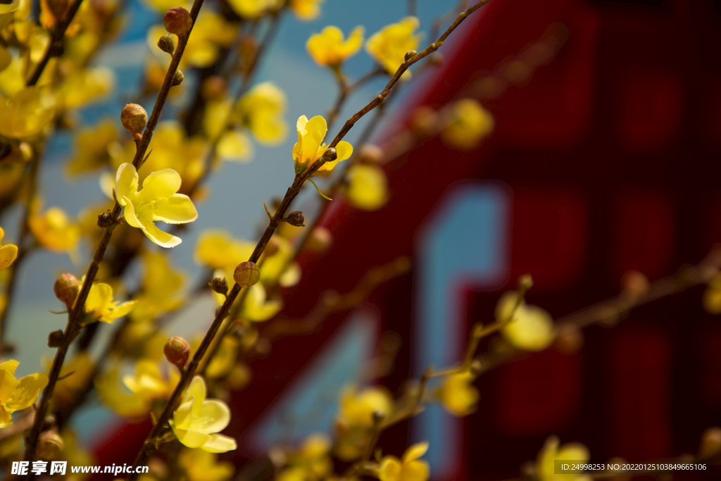 迎春花