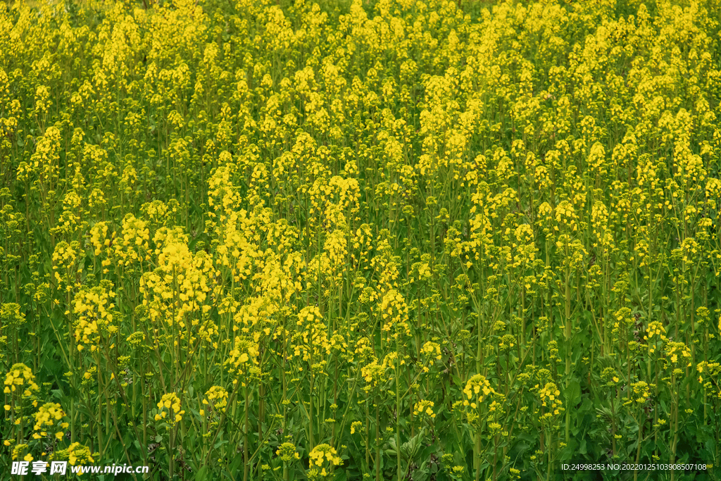 春天油菜花田