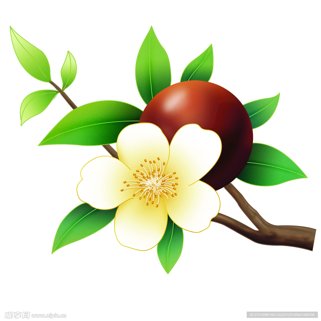 山茶果
