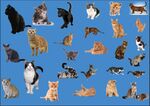小猫 