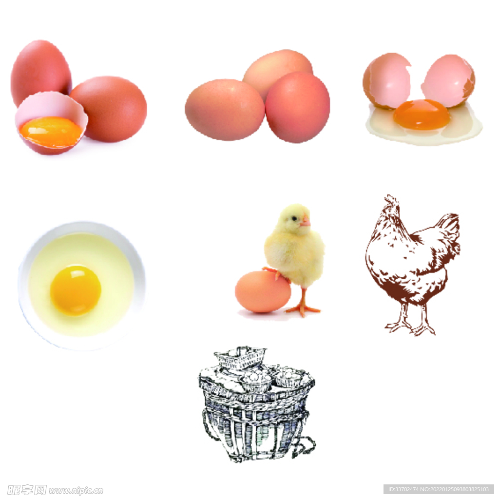 从鸡蛋到鸡的所有素材