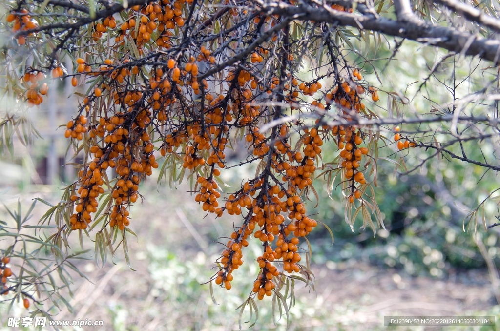 沙棘果