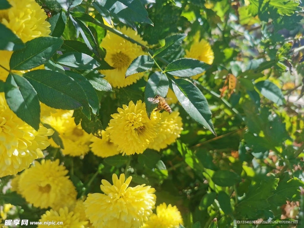菊花