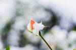 冬季雪景 雪下的花朵