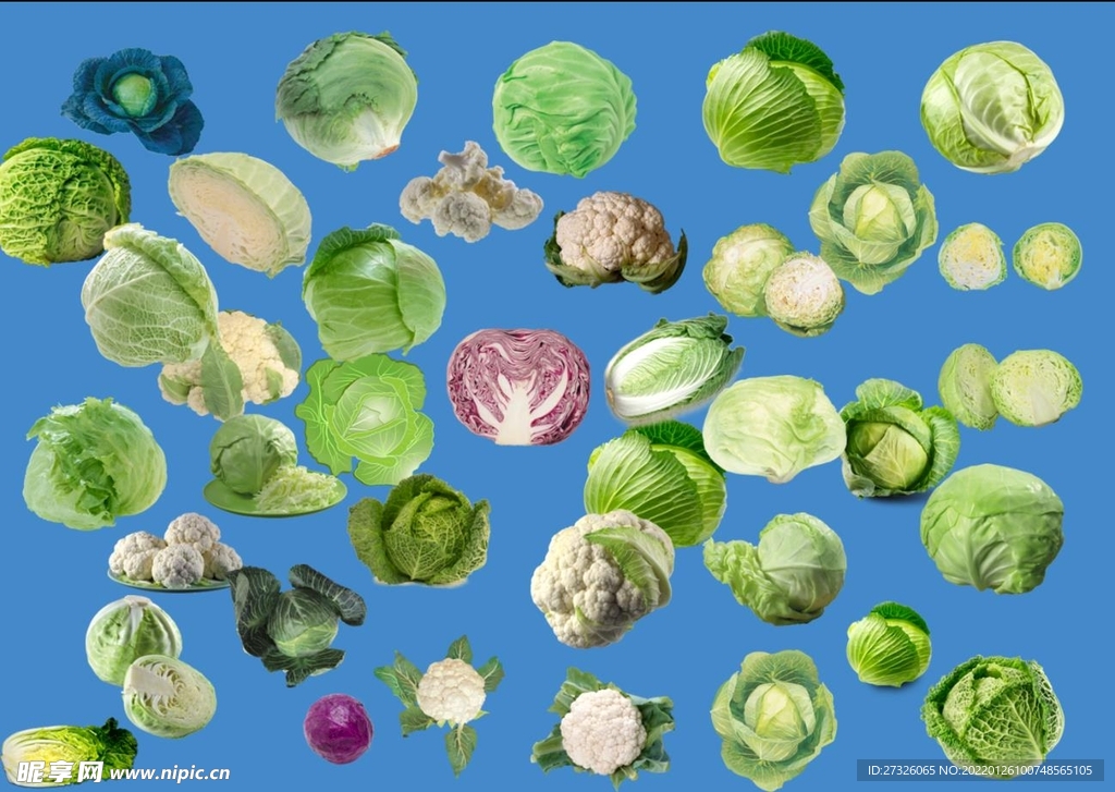 包菜