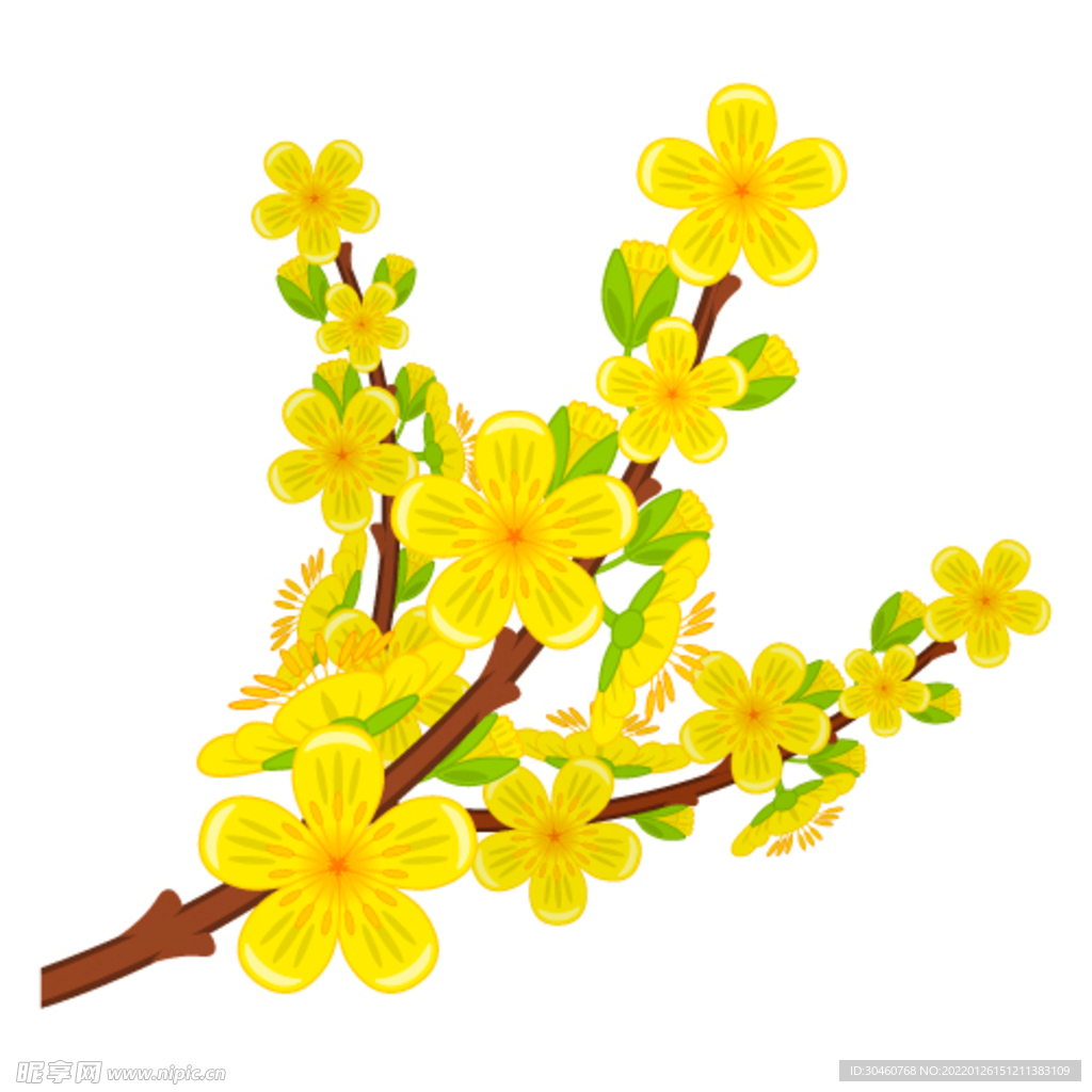 迎春花