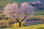 春天心形 的樱桃树摄影