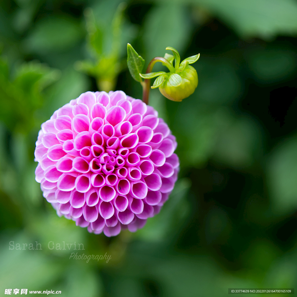 大丽花摄影
