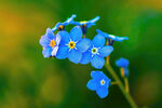 蓝色花朵微距摄影