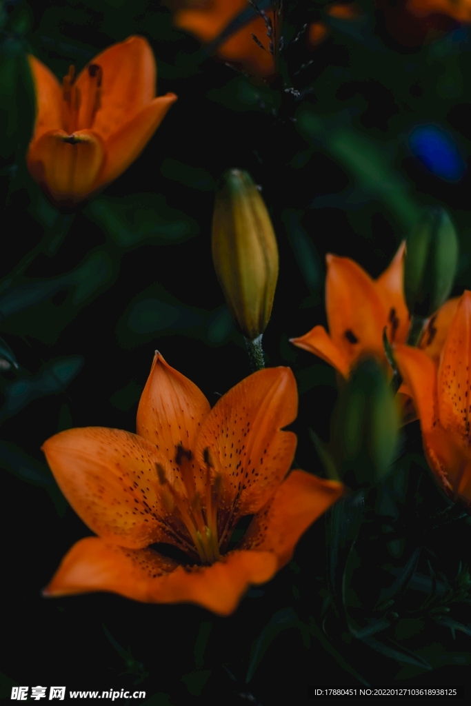 百合花