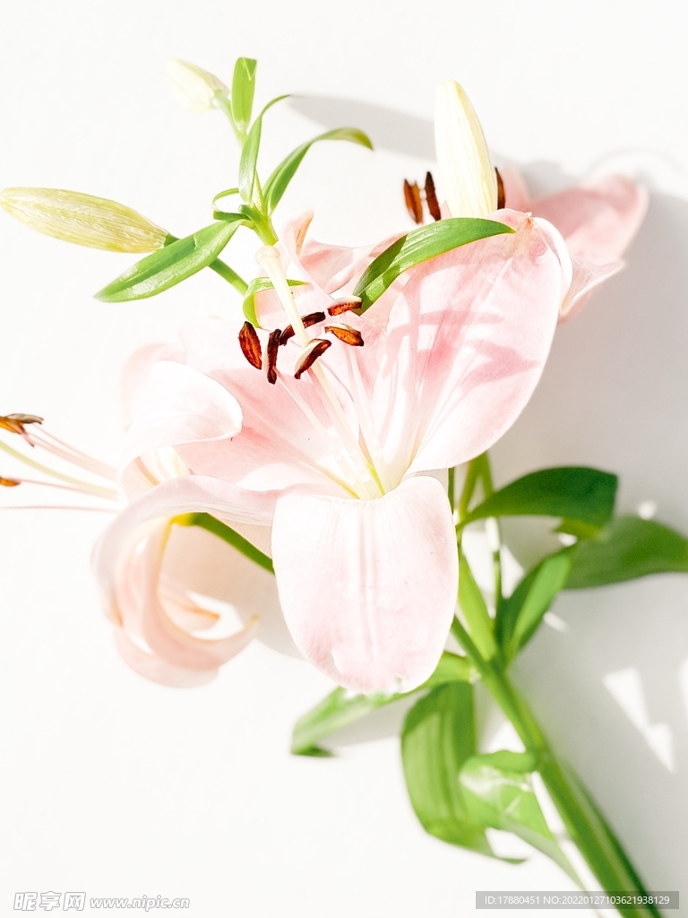 百合花
