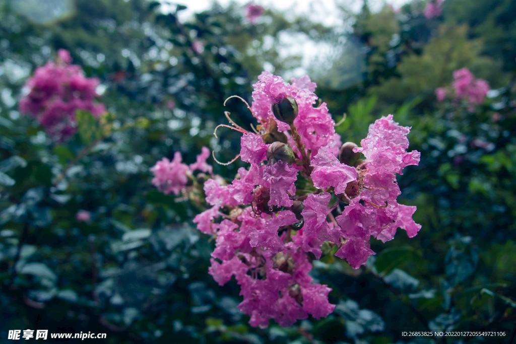 紫薇花 