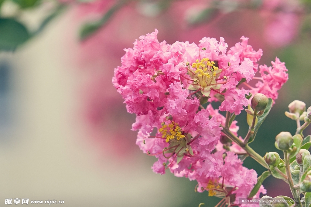 紫薇花 