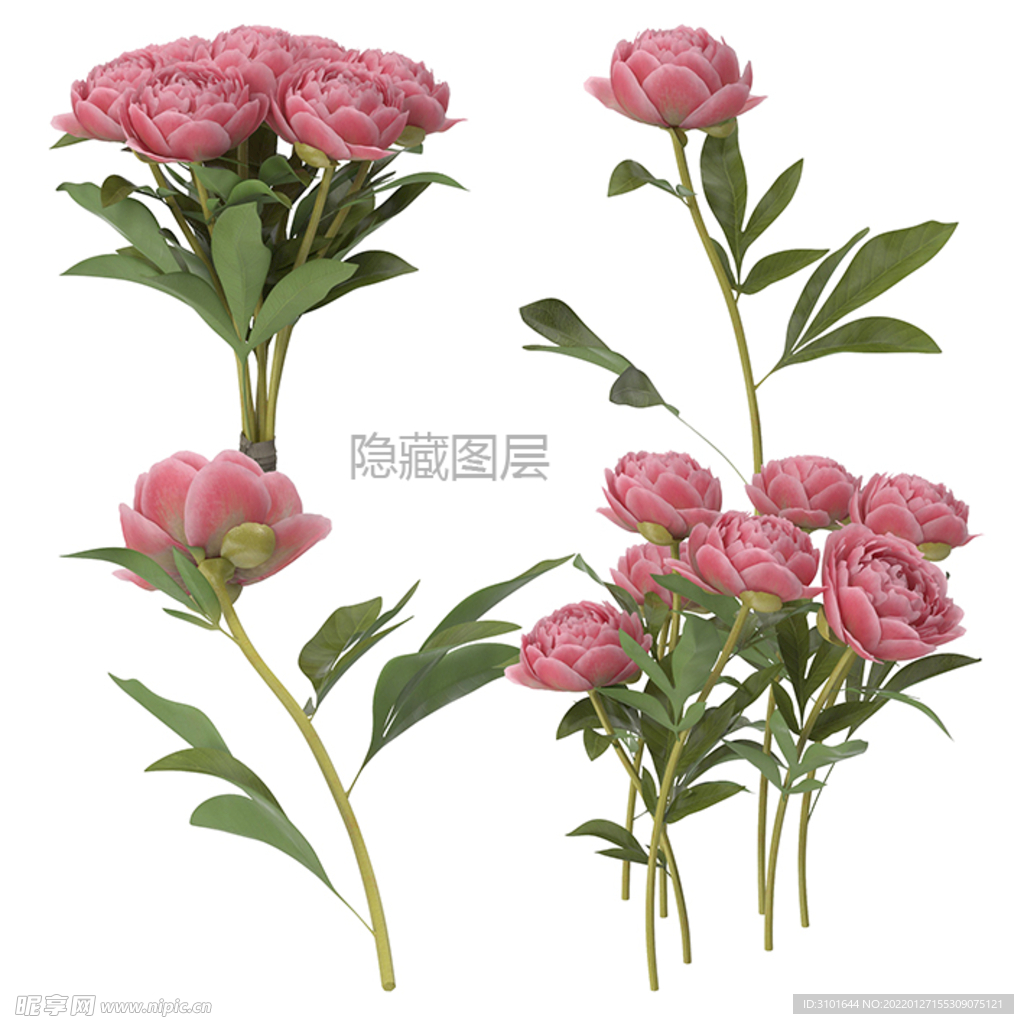 牡丹花