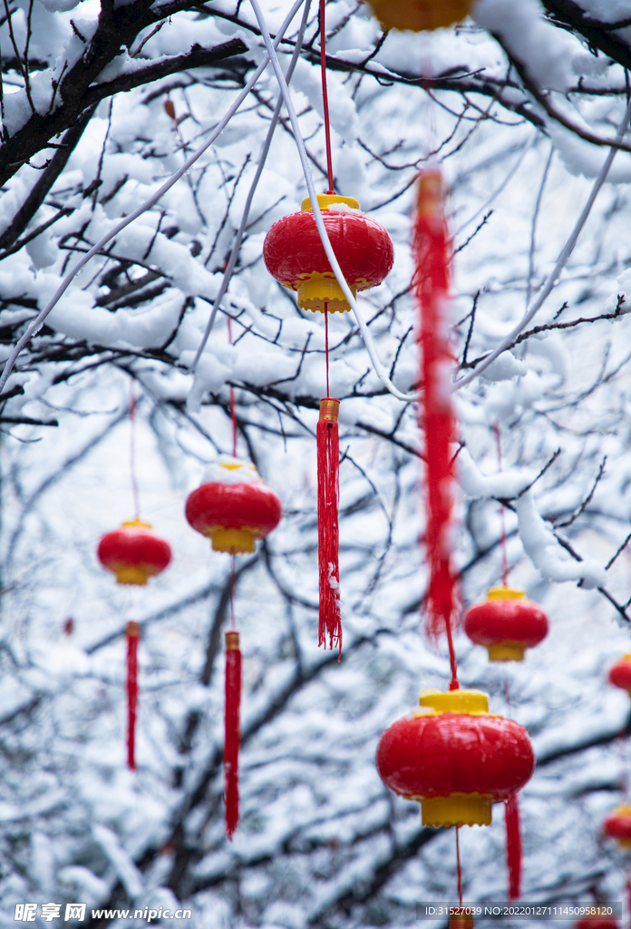 被雪覆盖的树枝上挂着的红灯笼