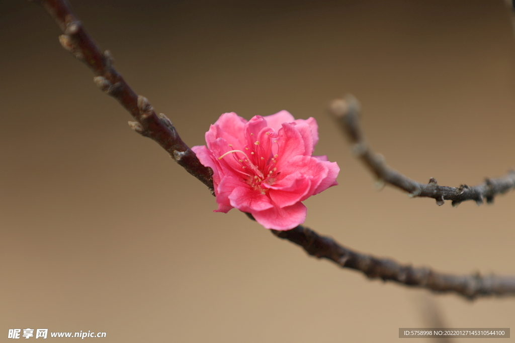 桃花枝