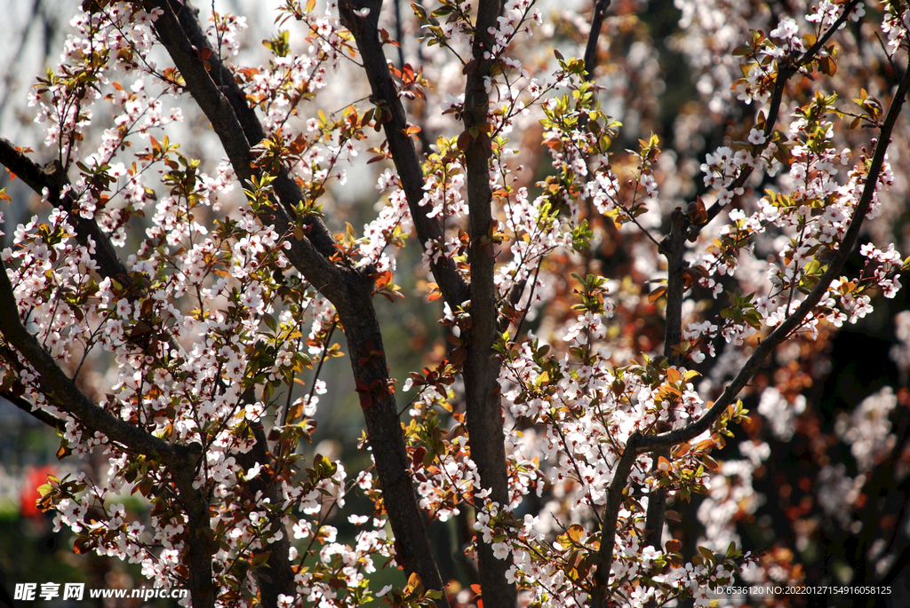 山花