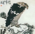 老鹰