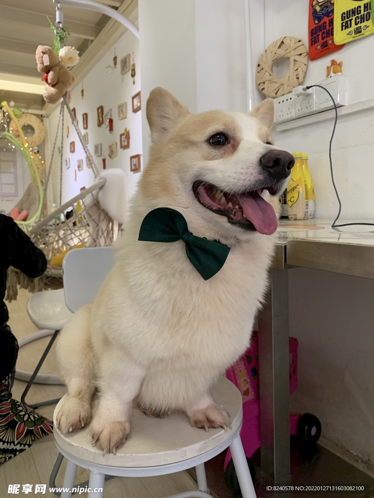 柯基犬