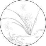 兰花