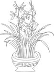 兰花