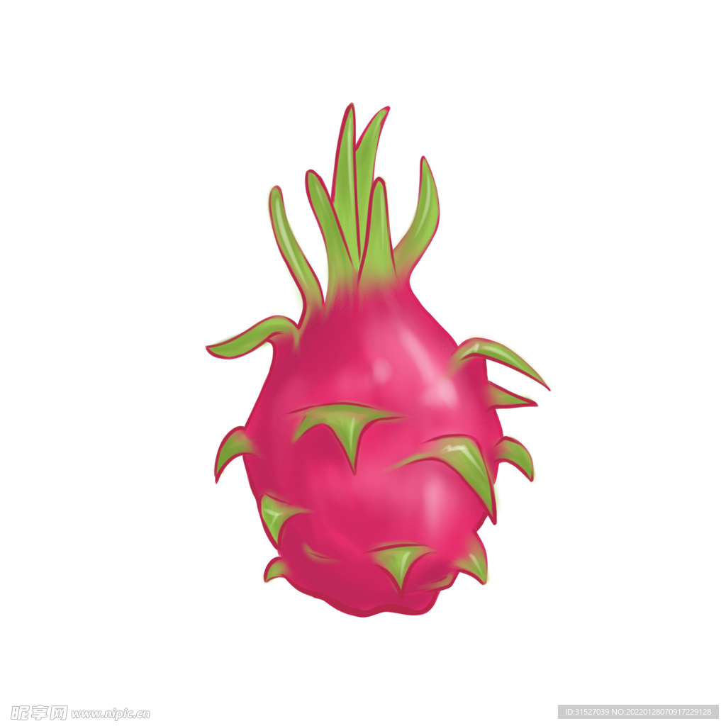 火龙果插画素材
