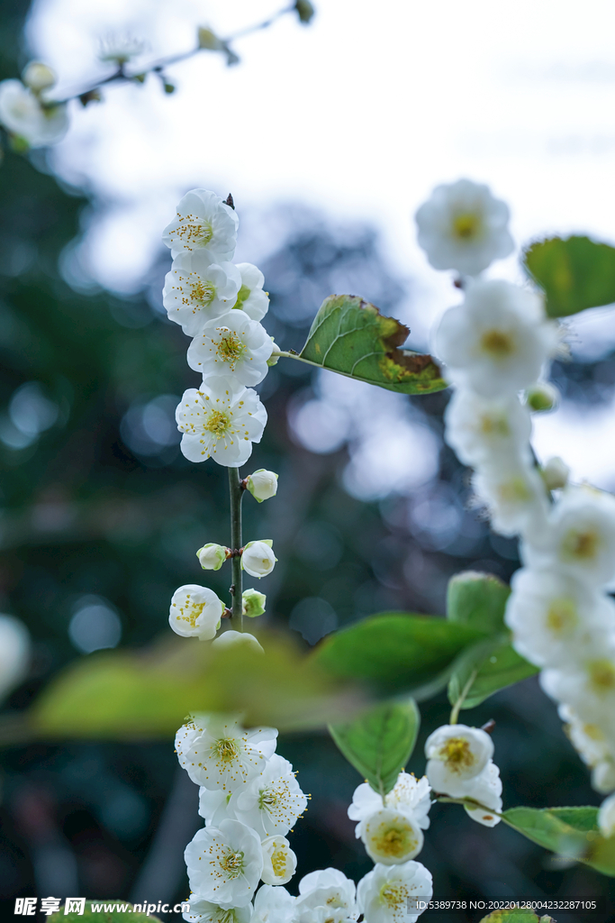 绿萼梅 梅花