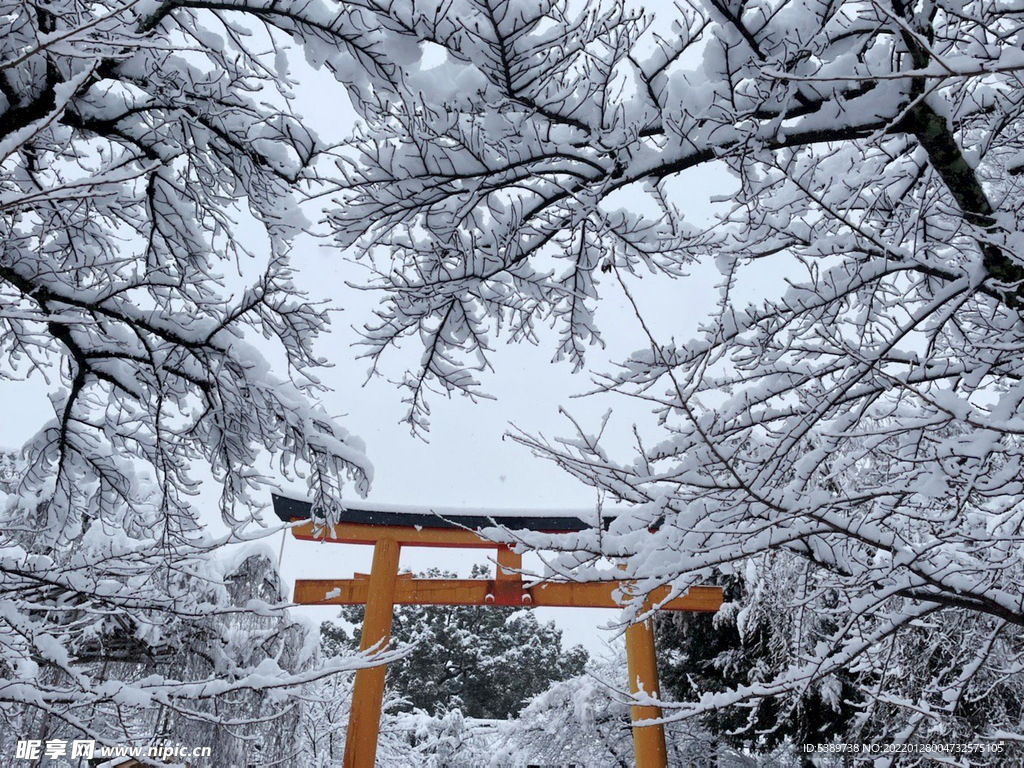 雪景 树枝