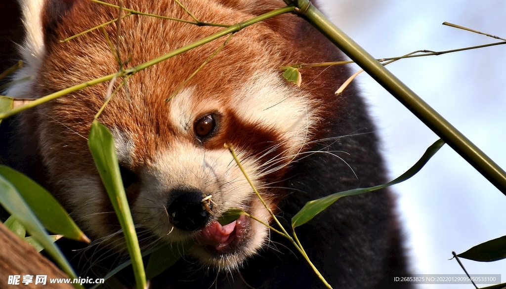 小熊猫 