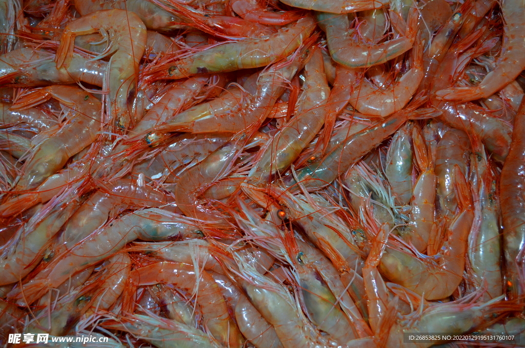 鲜虾 