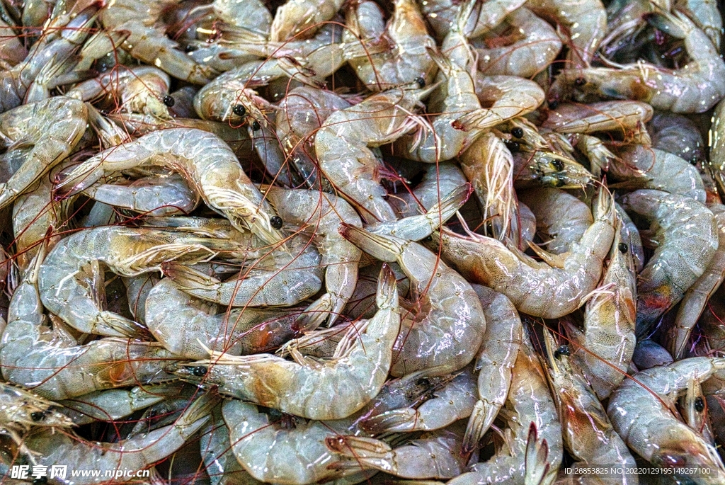 鲜虾 