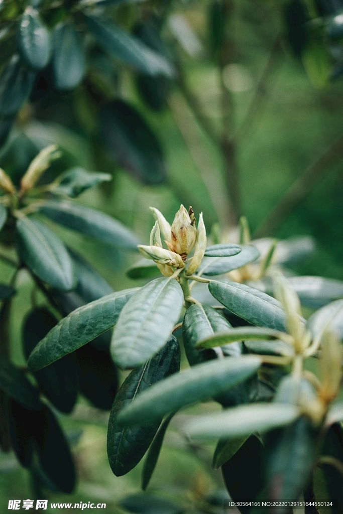 户外植物绿植自然背景素材