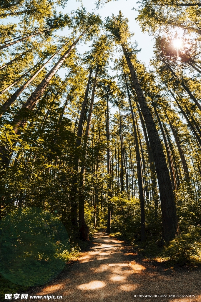 户外森林自然景观背景素材