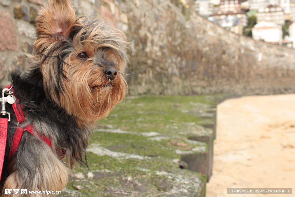 约克夏梗犬 