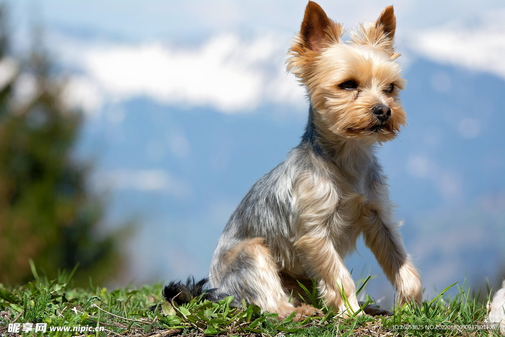 约克夏梗犬 